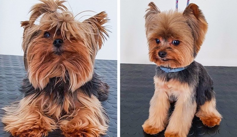 Ovi ljudi su odveli svoje pse na šišanje i dobili potpuno nove ljubimce