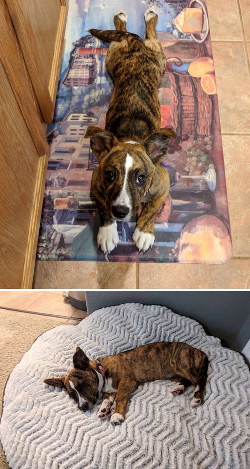 Pit Bull + Corgi