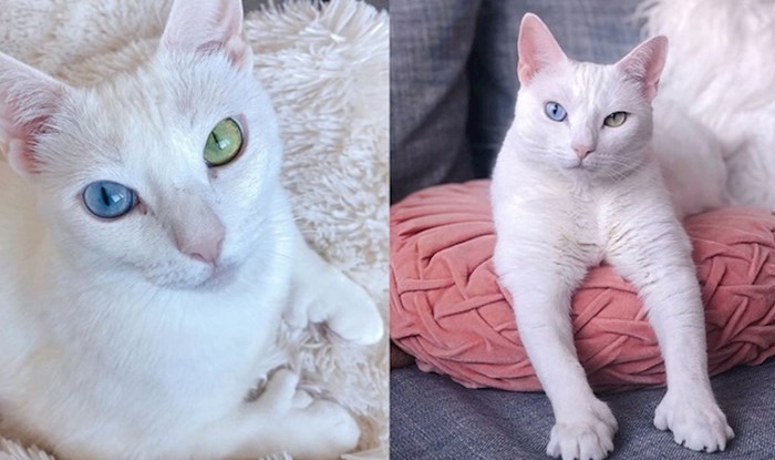 Mačku s heterokromijom i s viškom nožnih prstiju napustili su vlasnici, danas je Instagram zvijezda