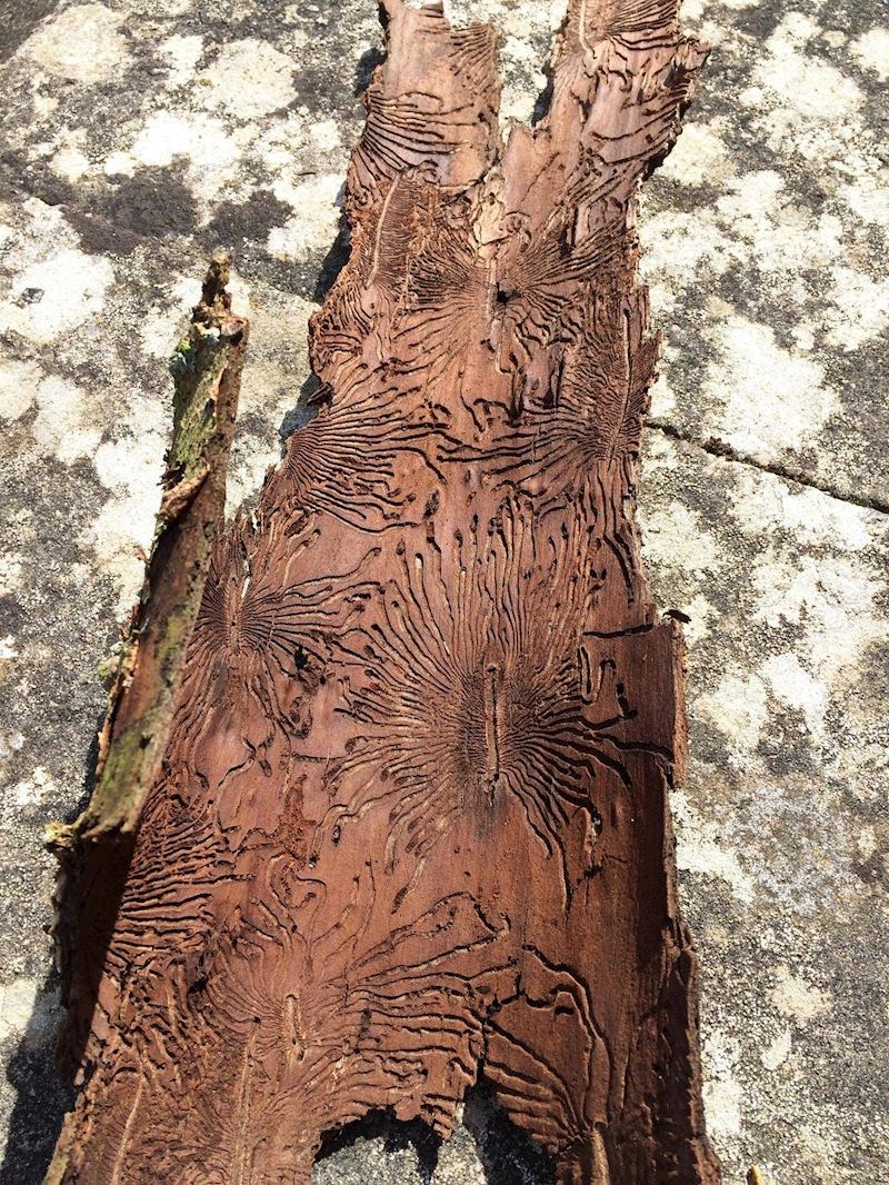 Tuneli parazita na kori drveta