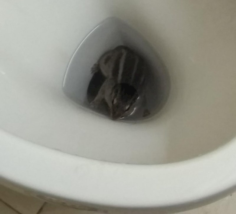 "Moja baka je pronašla vjevericu u svojoj wc školjci"