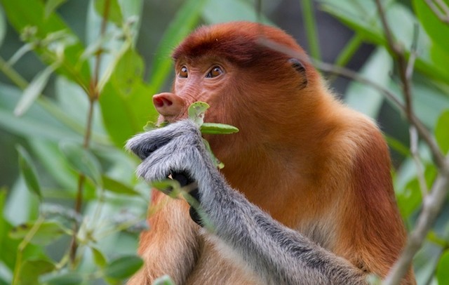 Dugorepi nosan živi na otoku Borneo u Aziji