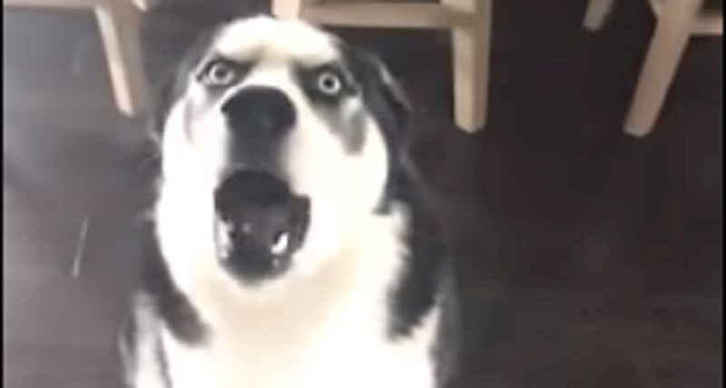 Ovaj husky se pokušavao izvući iz kazne jer je prevrnuo smeće. Ma tko mu ne bi oprostio?