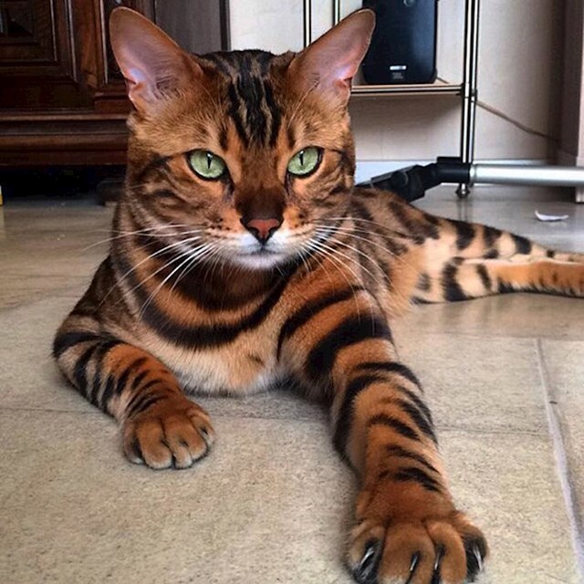 Zapadni Bengal