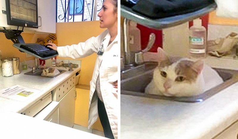 "Bili smo kod veterinara..."