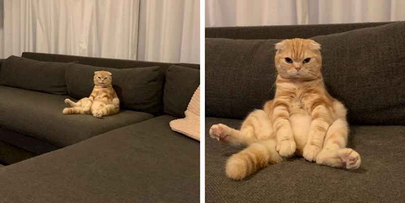 Ova mačka razmišlja o smislu života