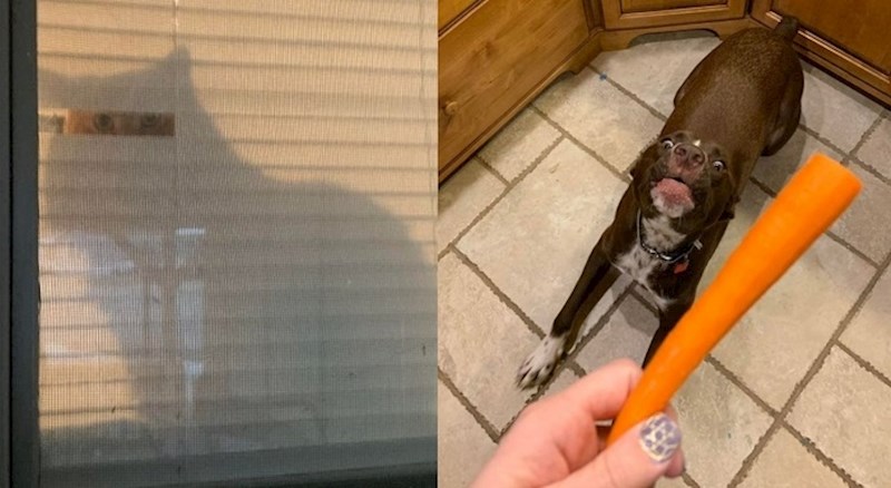 13 životinja koje su uhvaćene u prilično čudnim situacijama