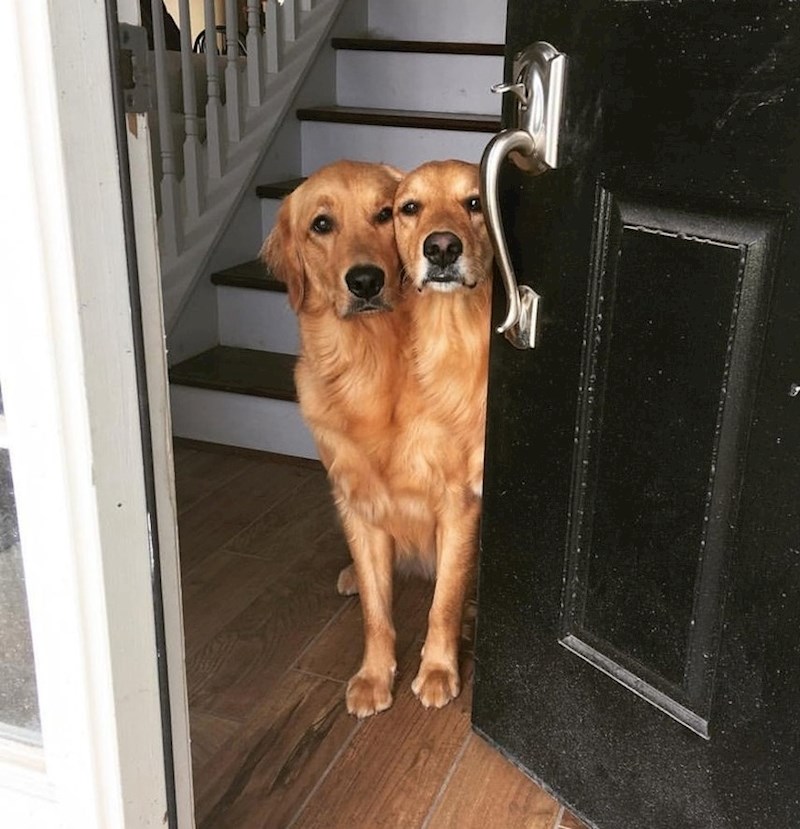 "Moji psi su se spojili..."