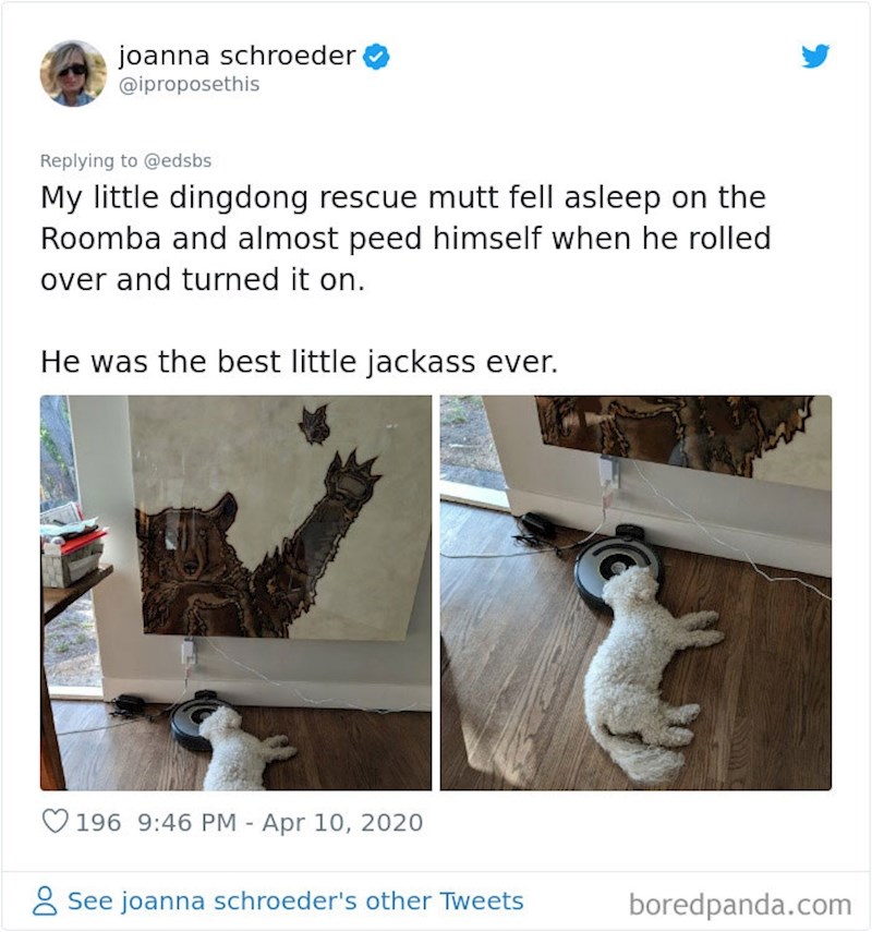 "Zaspao je na usisavaču Roombi i skoro se upiškio od straha kada ga je slučajno upalio"