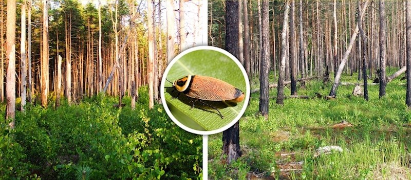 Žohari igraju ključnu ulogu u dušičnom ciklusu