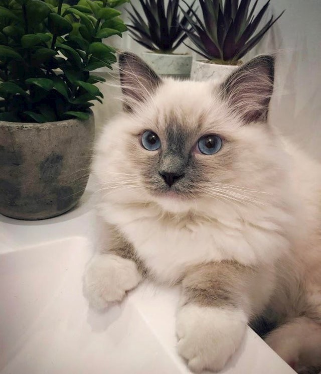 Ragdoll