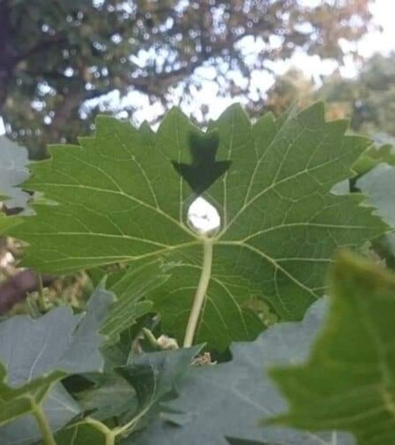 List je formirao strjelicu