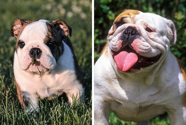 Buldog