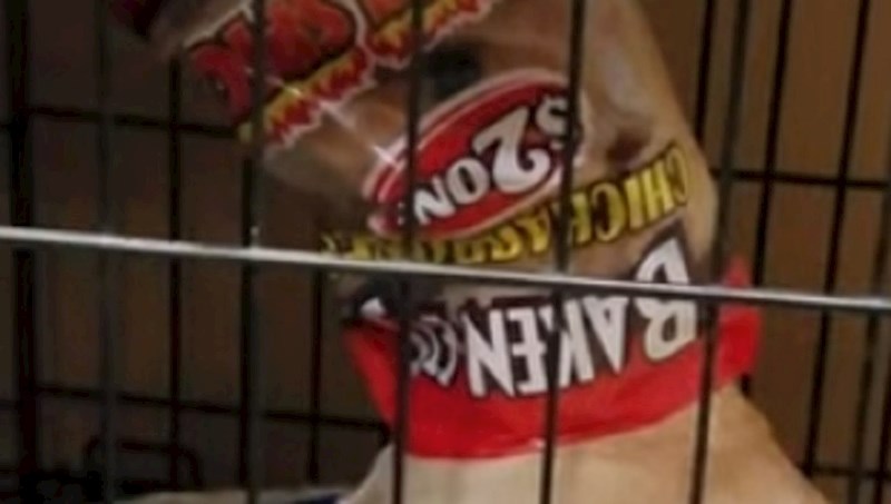 Pas se pravio da ne čuje vlasnicu kada ga je ispitivala je li joj on ukrao čips, ovo je urnebesno