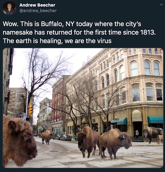 Bizoni u New Yorku prvi put od 1813. godine!