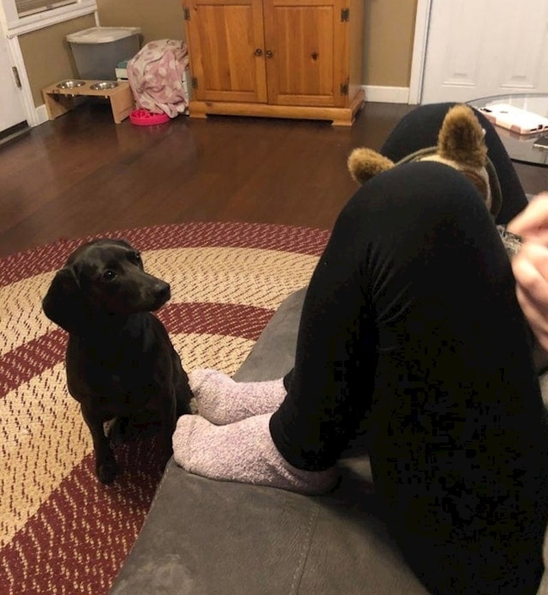 "Napeto promatra popravljanje igračke"