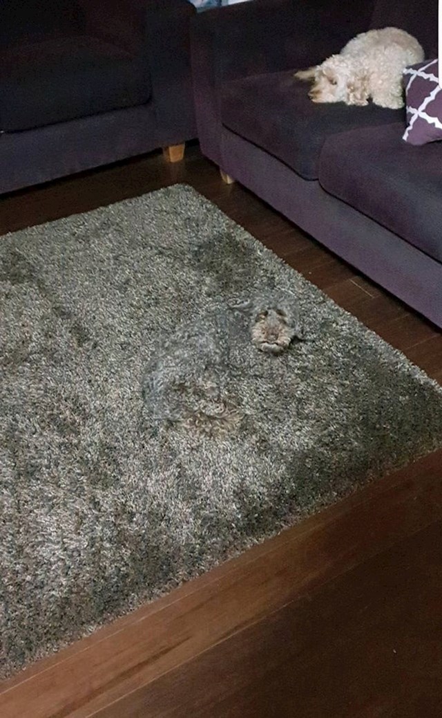 Možete li pronaći drugog psa?