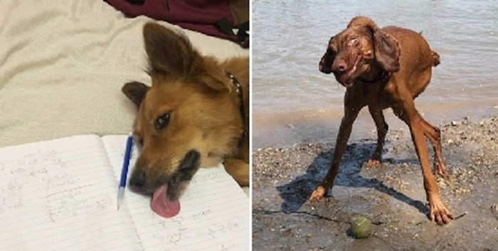 Vlasnici su objavili fotke svojih pasa na kojima se oni jako čudno ponašaju