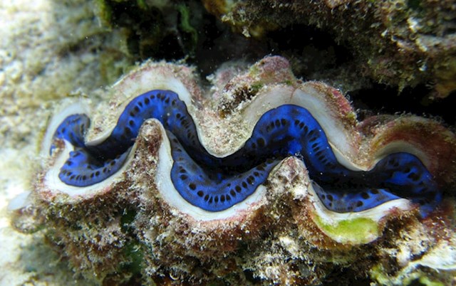 Tridacna školjka koja može živjeti 200 godina