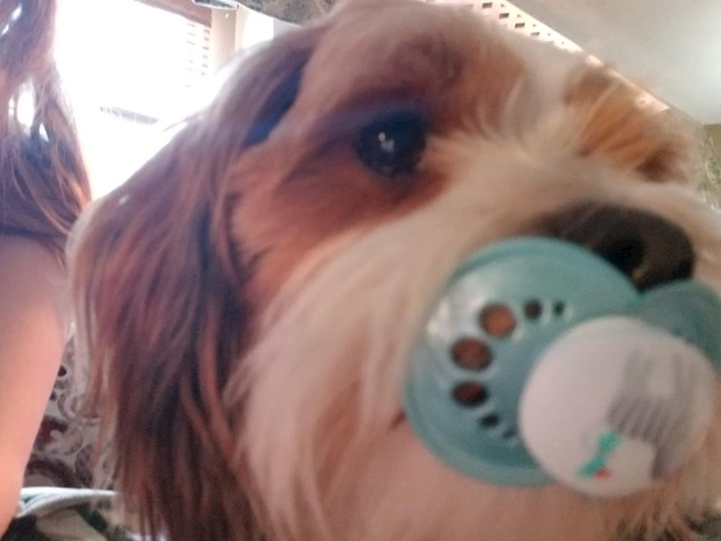 "Ukrala je bebinu dudicu. Nisam uopće ljut..."