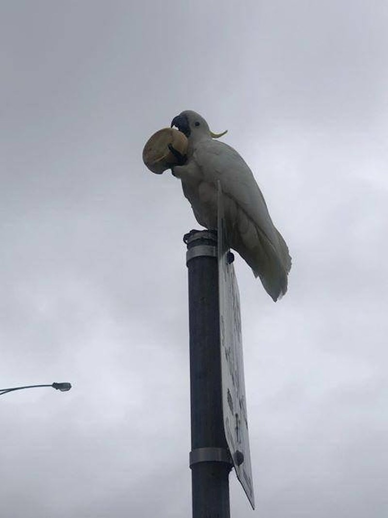 Samo kakadu i njegova pita