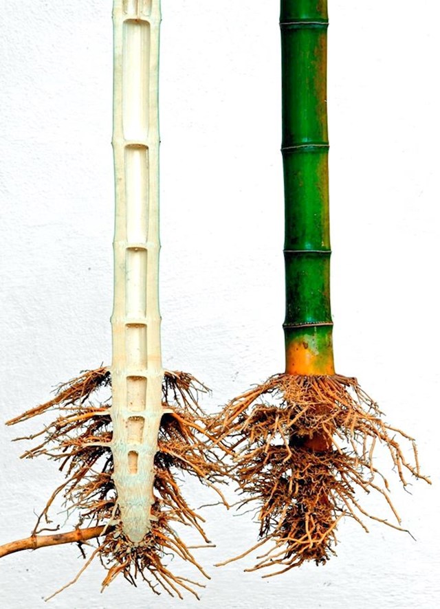 Stabljika bambusa