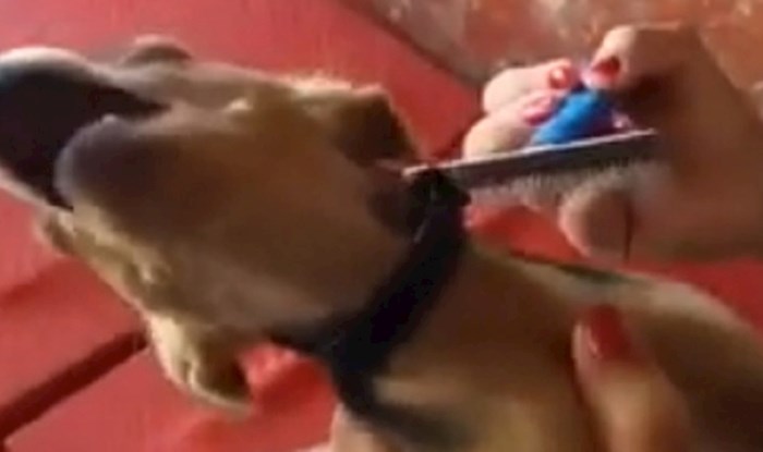 Vlasnica je snimila svog psa koji jako dramatično reagira na obično češljanje