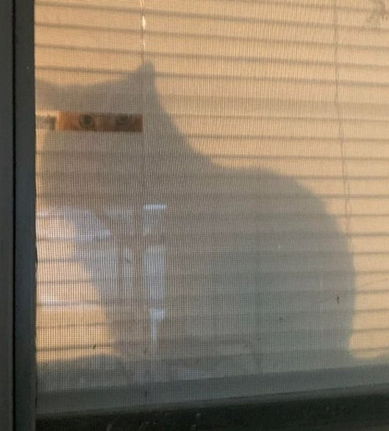 "Pitao sam se zbog čega je mačka pregrizla zastor baš na toj strani..."