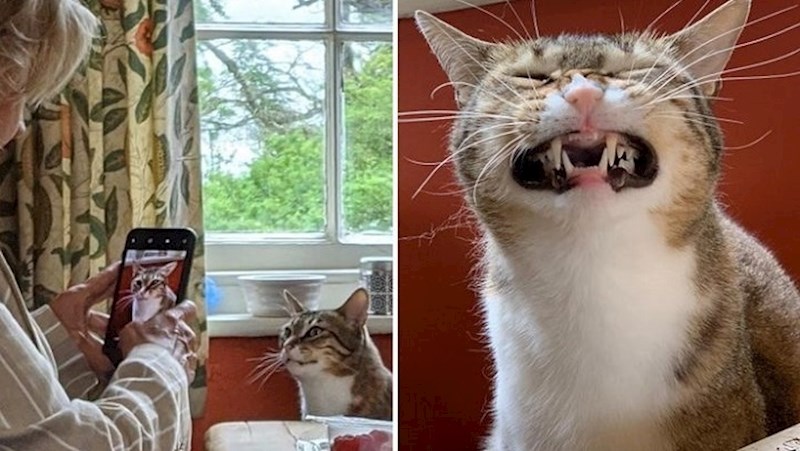 12 fotki koje dokazuju da kućni ljubimci nisu samo slatki, nego mogu biti i pravi mali vragolani