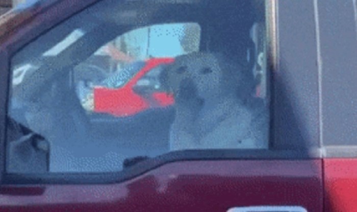 Vlasniku ovog automobila nije potreban alarm, pogledajte kako njegov urnebesni pas tjera uljeze