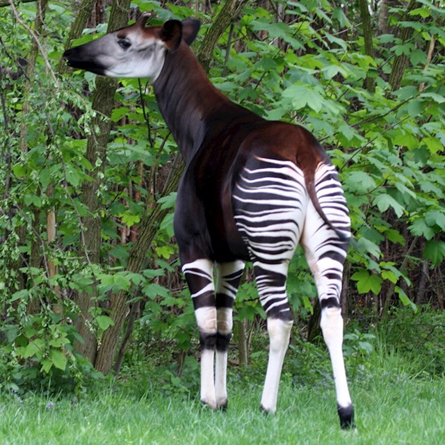 Okapi izgleda kao hibrid konja, žirafe i zebre