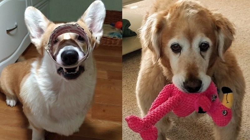 15 ljubimaca koji su posebno povezani sa svojim igračkama