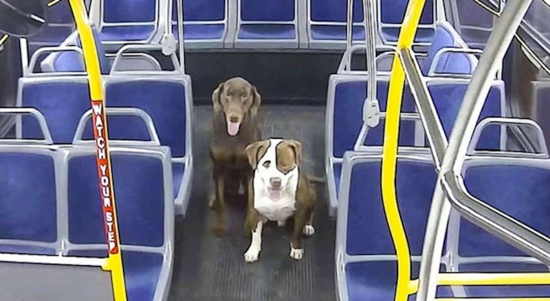 Vozačica autobusa je primjetila dva izgubljena psa uz cestu i pomogla im vratiti se kući za blagdane