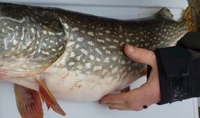 Napipali su strani predmet u ribi, ali ono što su pronašli u njoj nisu ni najmanje očekivali