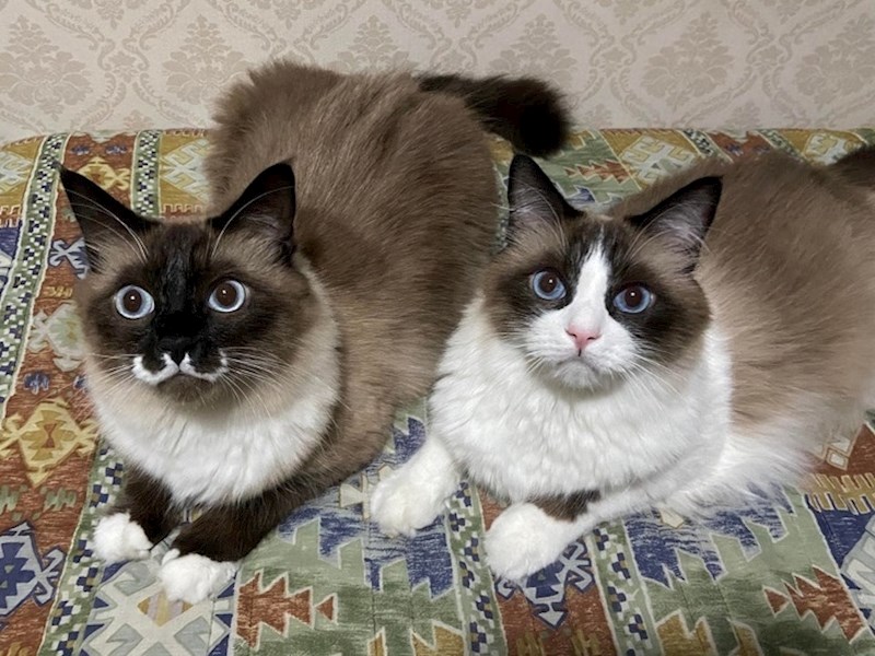 Brkovi kojih se ne bi posramio ni detektiv Poirot :)