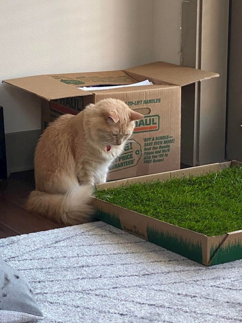 "Zurila je u umjetnu travu par minuta..."