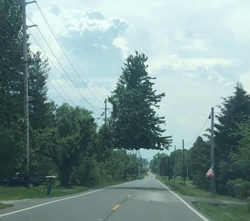 Drvo koje izgleda kao da lebdi