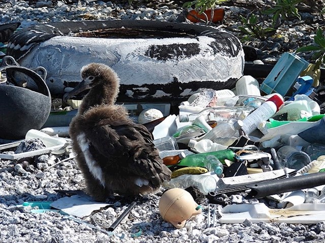 Albatros u hrpi smeća