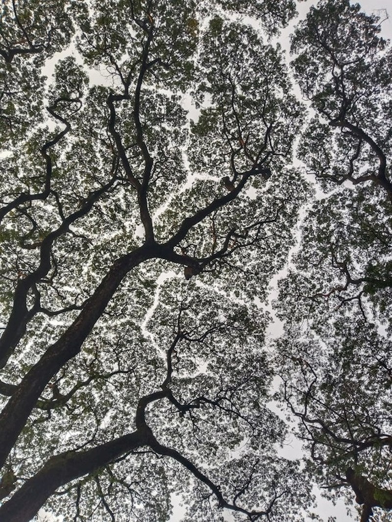 Lišće na ovim granama skoro se ne dotiče