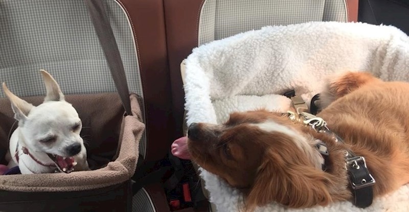 "Moji psi se u vožnji ponašaju jednako kao i moja djeca"