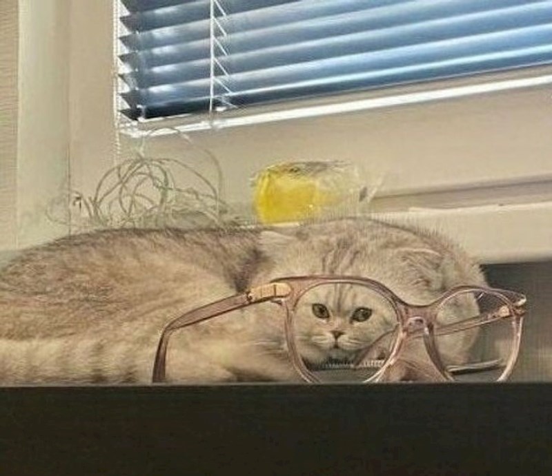 Nešto nije u redu s mačkinom glavom...