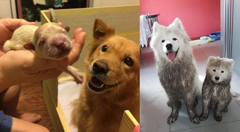 Ljubimci koji nas sve mogu naučiti kako biti bolji roditelj