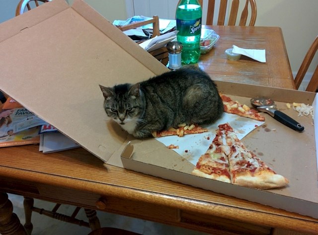 "Zaboravio sam zatvoriti poklopac na kartonskoj kutiji u kojoj je pizza..."