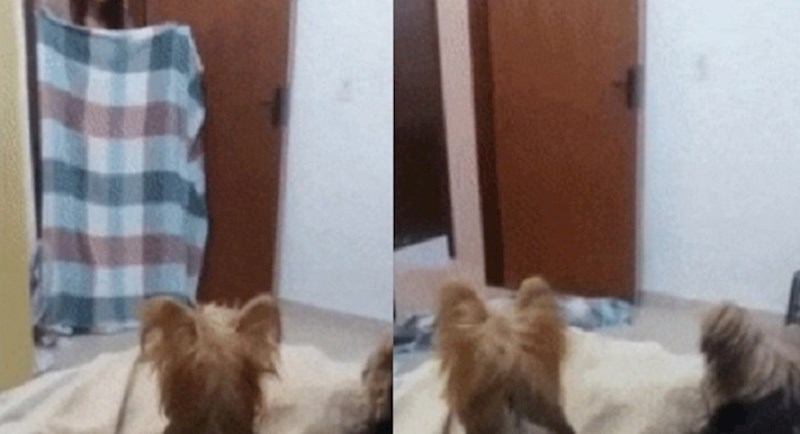 Priredila je psima trik s dekom, ovakvu reakciju nije očekivala