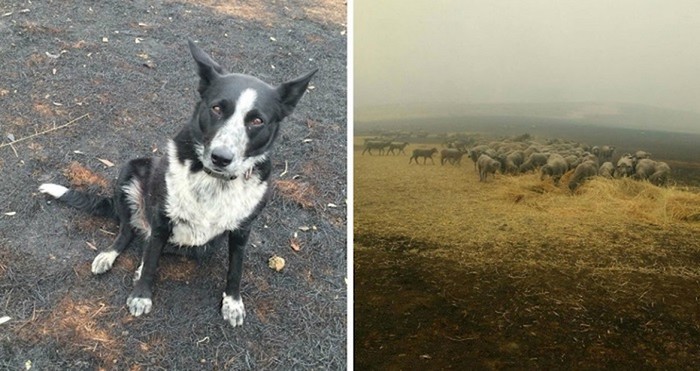 Ovaj hrabri pas spasio je stado ovaca od požara u Australiji
