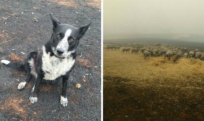 Ovaj hrabri pas spasio je stado ovaca od požara u Australiji