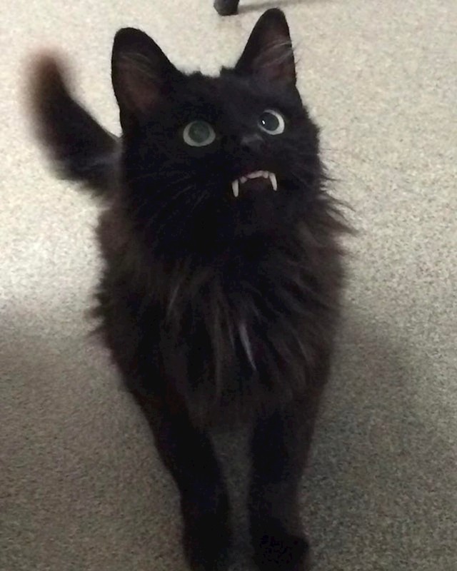 Vampirko :)