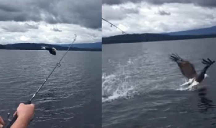 Snimili su bjeloglavog orla kako krade čovjeku ribu s udice i bježi