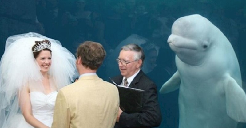 Beluga kit pozorno je pratio ceremoniju :)