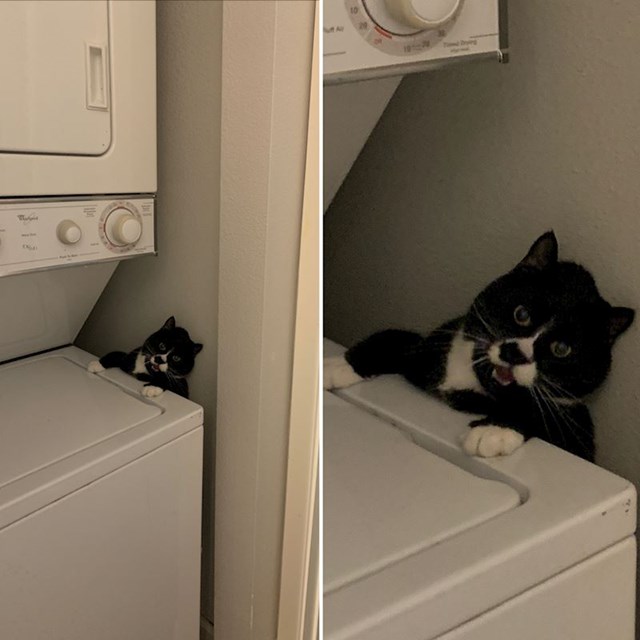 Mačka je zapela između zida i perilice rublja :D